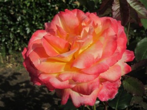 IMG_3372