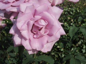 IMG_3373
