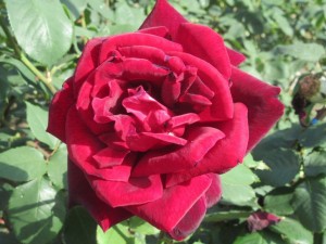 IMG_3375
