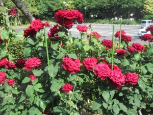IMG_3376