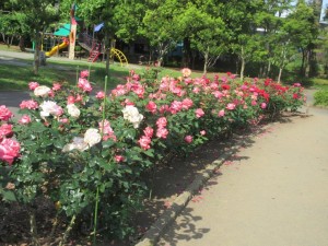 IMG_3377