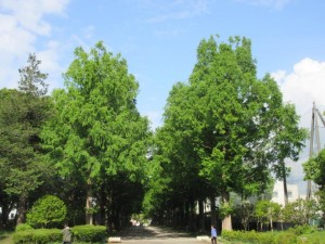 IMG_3381