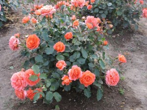 IMG_3390