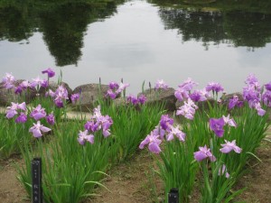 IMG_3429