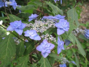 IMG_3441