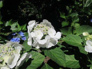IMG_3465