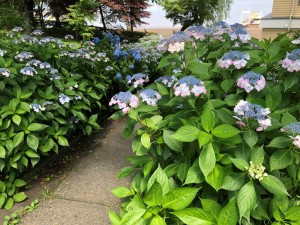 IMG_1705