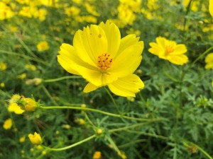 IMG_2516