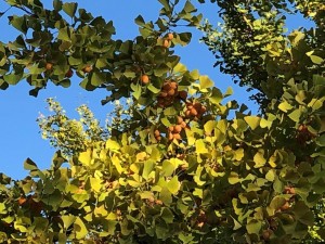 IMG_2594
