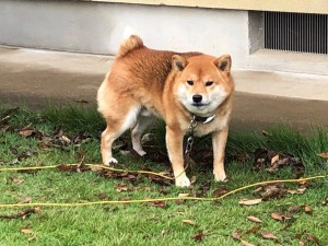IMG_2807