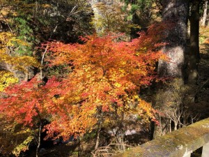 IMG_3293