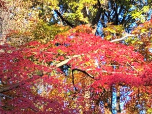IMG_3495