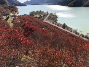 IMG_3536