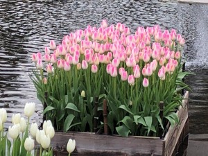 IMG_4361
