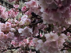 IMG_4481