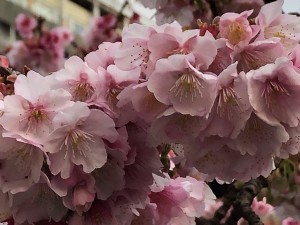 IMG_4482