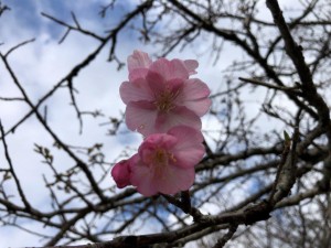 IMG_4531