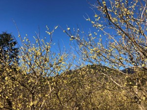 IMG_4587