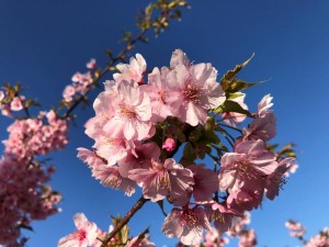 IMG_5056