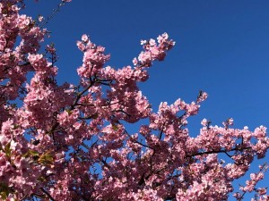 IMG_5062
