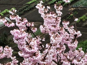 IMG_5375