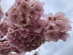 IMG_5384