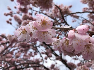 IMG_5413