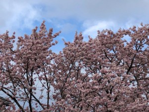 IMG_5423