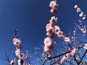 IMG_5119