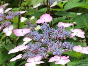 IMG_5944