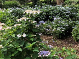 IMG_5945