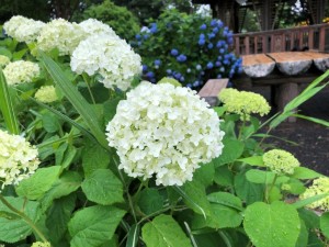 IMG_5957
