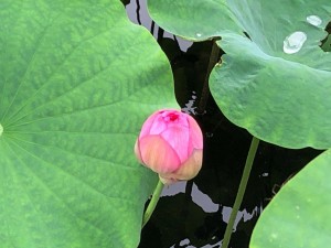 IMG_6392