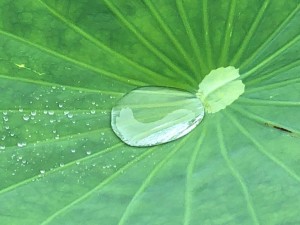 IMG_6393