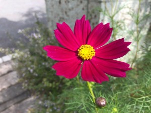 IMG_6967