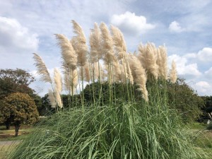 IMG_7391