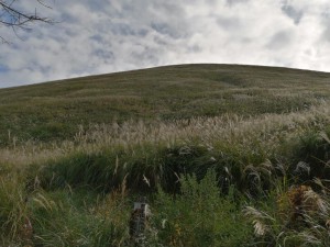 IMG_20201101_101818