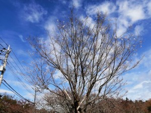 IMG_20201101_102215