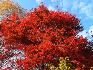 IMG_20201108_080448