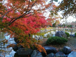 IMG_20201108_081151