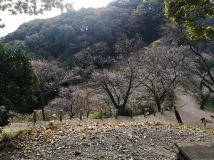 IMG_20201108_081755