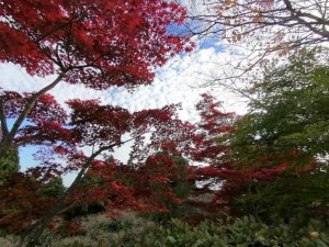 IMG_20201108_083546