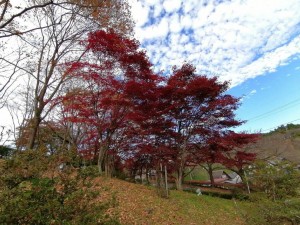 IMG_20201108_083625