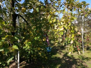 IMG_20201108_101335