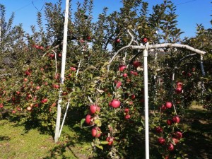 IMG_20201108_101340