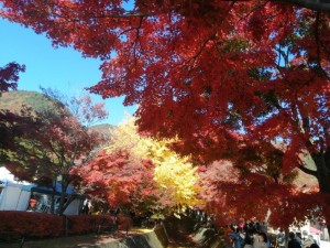 IMG_20201115_092401