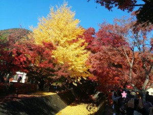 IMG_20201115_092433