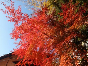 IMG_20201115_093055