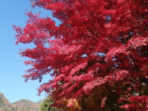 IMG_20201115_093519