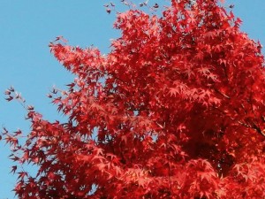 IMG_20201115_101147